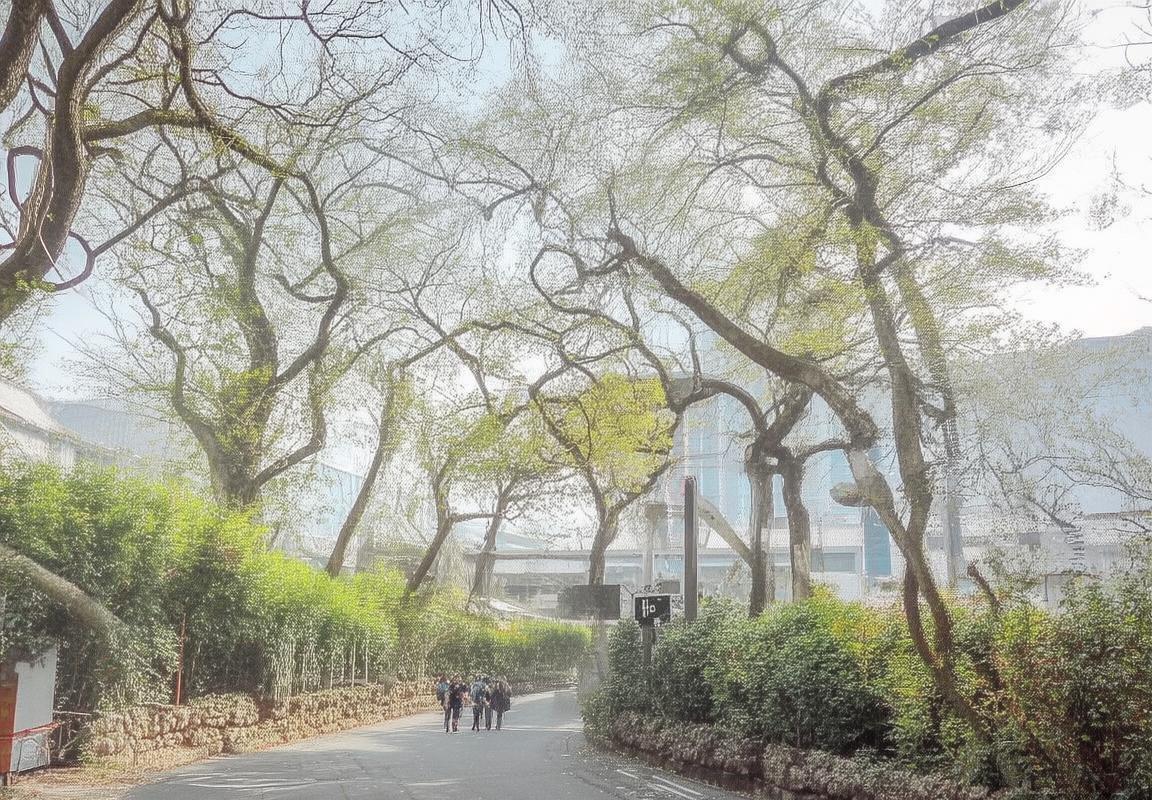 爵士对决灰熊:西部巅峰之战精彩瞬间回顾